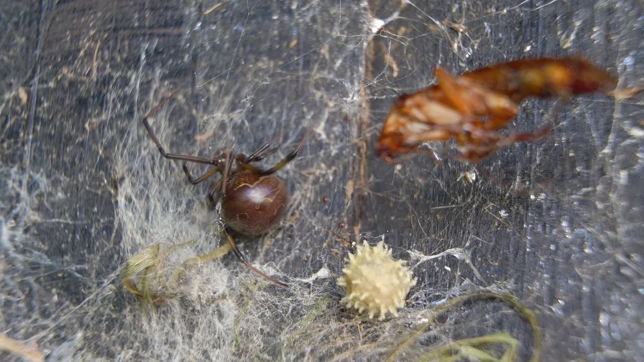 Closeup of an adult brown-widow spider on her web next to her ootheca.