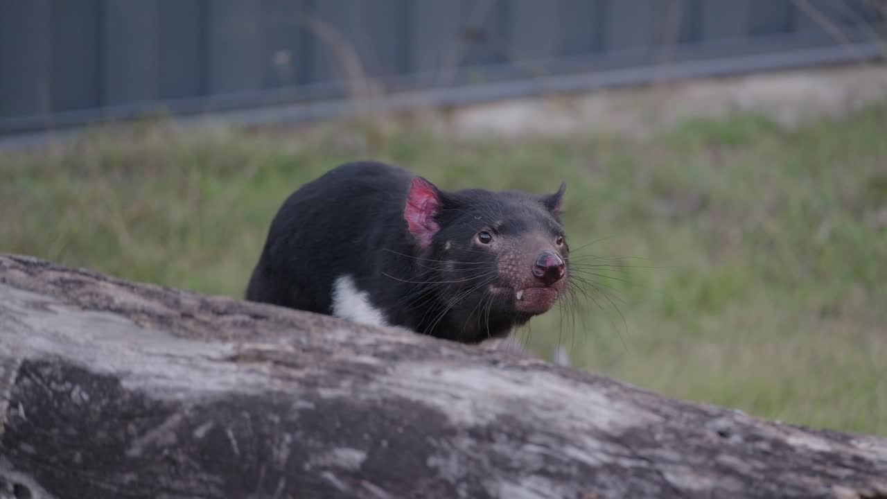 야생 동물 보호구역에서 돌아다니는 태즈매니아 악마의 영상, 보호된 환경에서 그들의 행동과 자연적인 움직임을 보여줍니다.