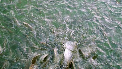 los peces se alimentan de la alimentación en el estanque, agarran gránulos a mano, arrojan muchos peces al río, peces grandes y otros peces para comer pan en el agua
