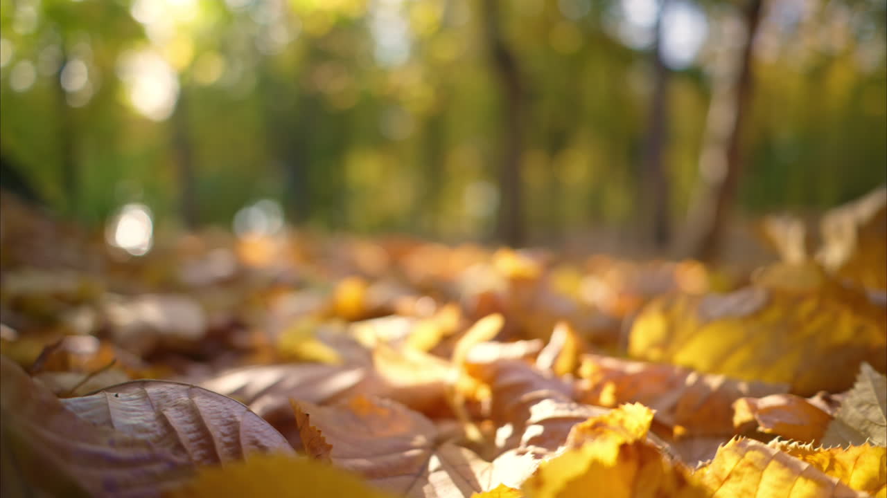 Close view of fallen yellow leaves in a forest in autumn