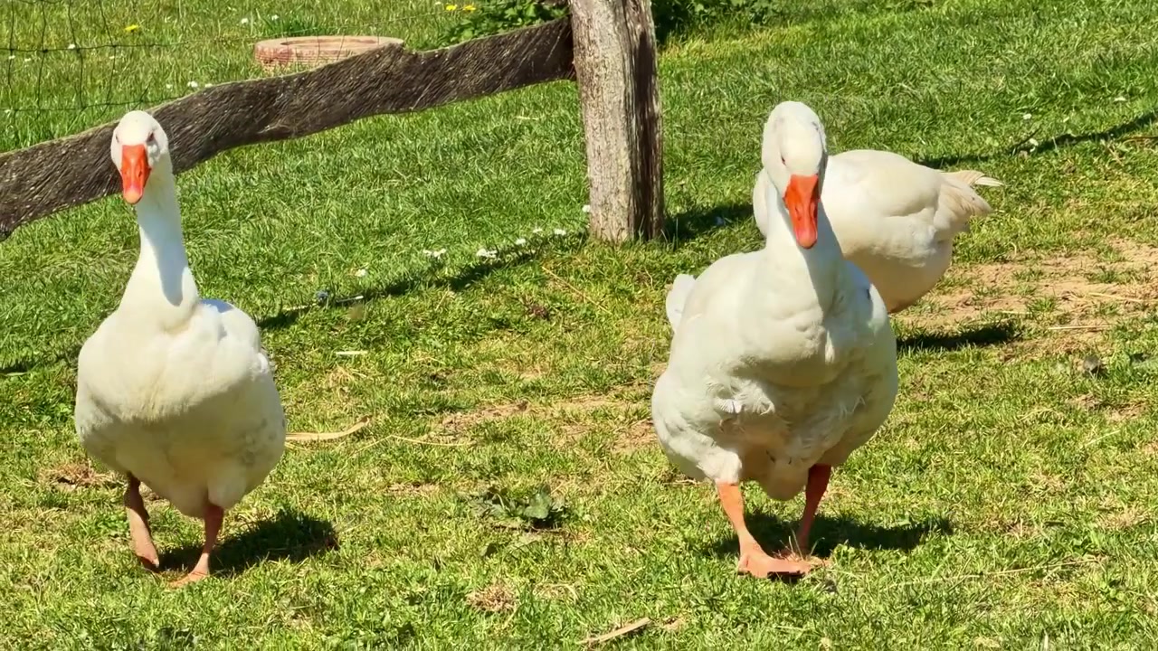 Oche bianche domestiche che camminano nell'erba in una giornata di sole in campagna.
