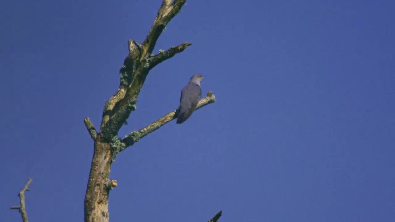 Cuculo comune appollaiato su un ramo spoglio, che scruta l'ambiente circostante contro un cielo azzurro limpido, mostrando un comportamento naturale e vigile nel suo habitat di campagna