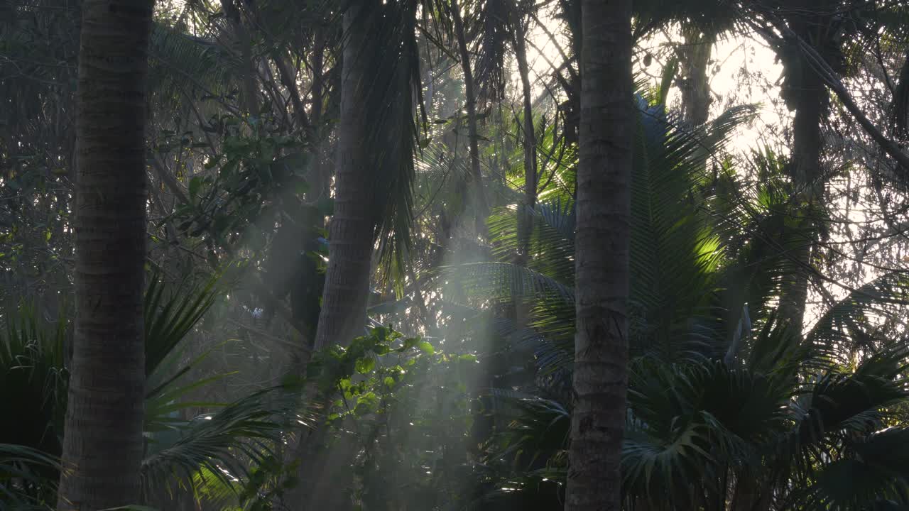 солнечный луч пробивается сквозь растительность джунглей на райском острове