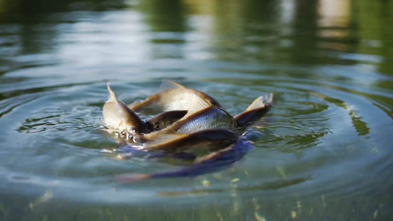 En enkelt fisk bryder overfladen og starter en fødeklynge i en rolig dam, hvilket skaber koncentriske ringe.