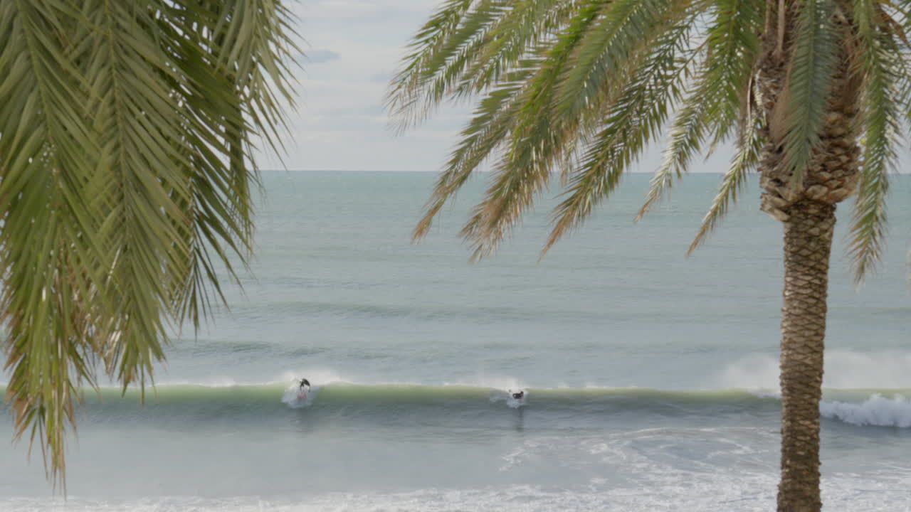 los surfistas atrapan y montan olas mientras las hojas de palma se balancean en primer plano