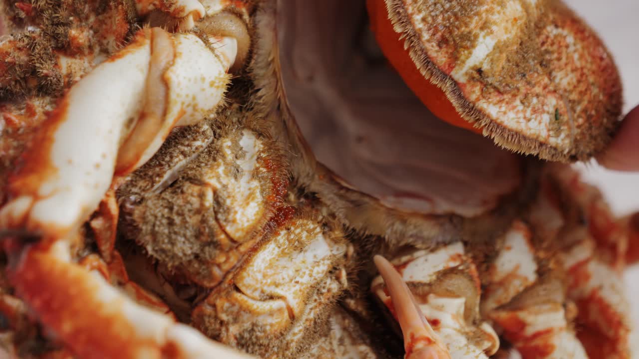 Close-up view of a crab