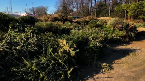 árboles de navidad tirados y destrozados después de las vacaciones