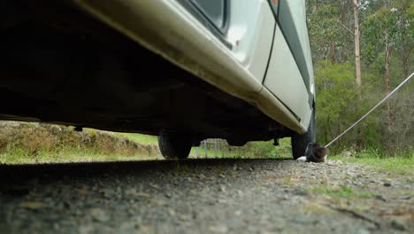 White-and-black-kitten-on-a-lead-while-camping-in-nature-curious-about-and-going-under-a-van