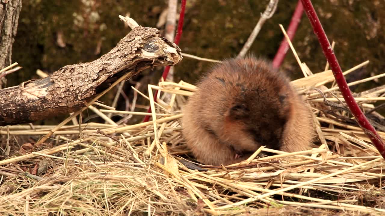 una rata almizclera limpia su piel. filmado en canada
