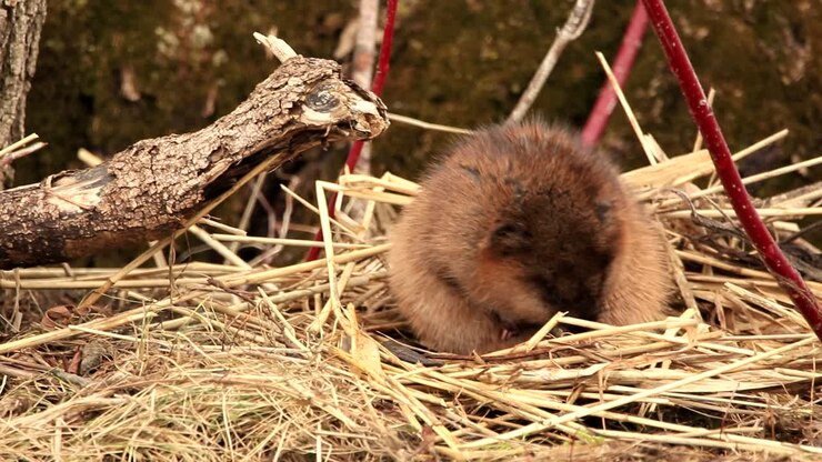 A muskrat cleans its fur. Filmed in Canada