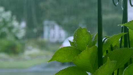 Close-up-on-plant-in-the-rain