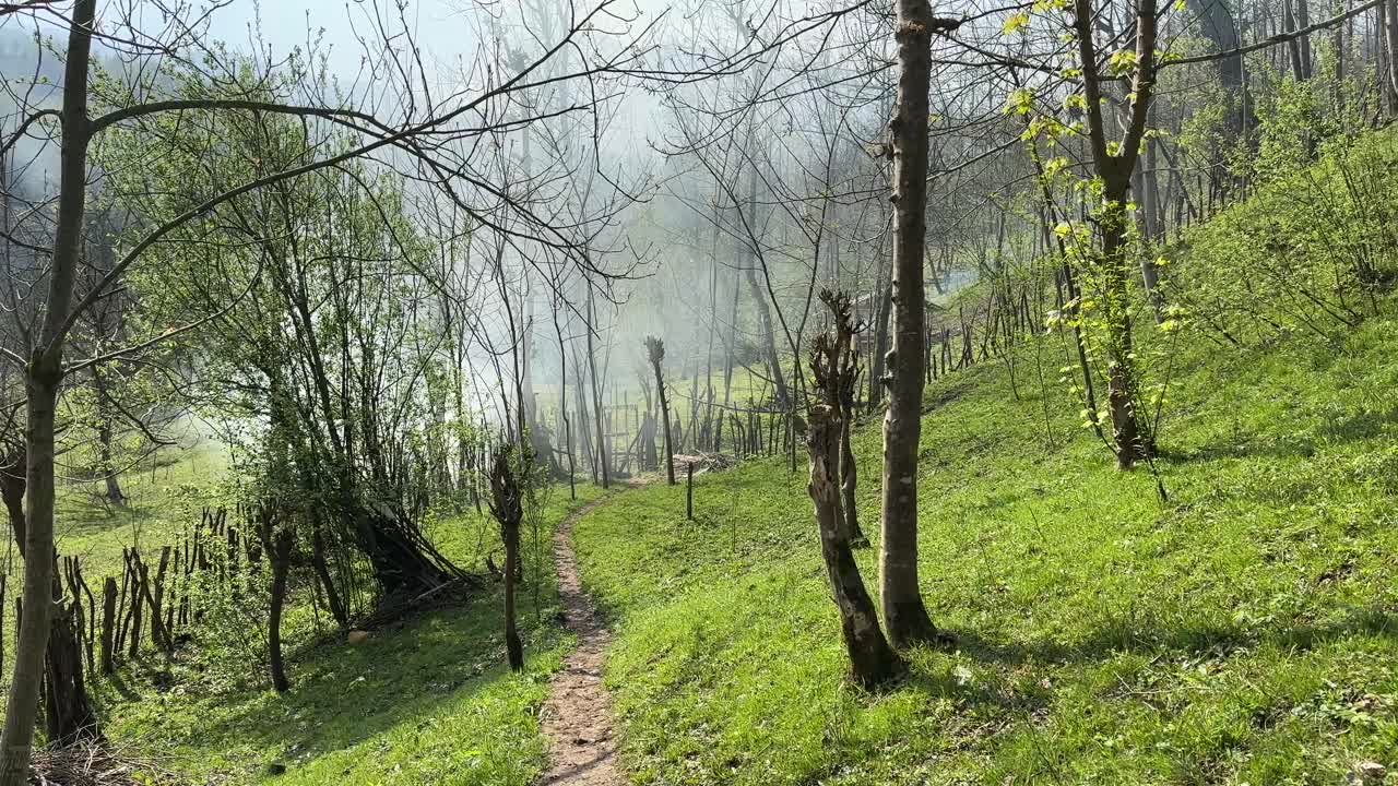 вырубка тропических лесов дым и огонь в джунглях меняют климат туман и низкий уровень облаков полезны для свежей погоды зеленая трава весной и огонь вредны для экологии природы