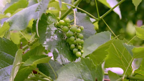 Racimo-De-Uvas-Verdes-Colgando-De-La-Vid-En-El-Viñedo.