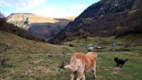 Cerca-De-Un-Perro-Golden-Retriever-Corriendo-En-Un-Campo