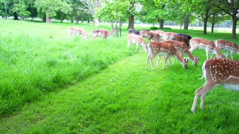 Static-shot-of-deer-grazing-in-front-of-camera-in-Phoenix-Park,-Dublin,-Ireland