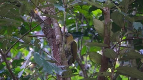 visto seriamente picoteando larvas en una rama de un árbol durante la mañana en el bosque