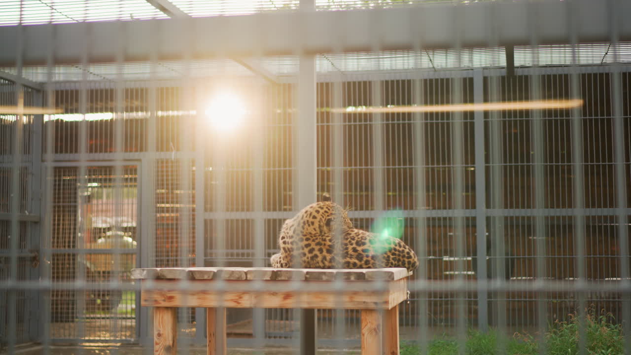 Leopardi puulavalla häkin sisällä, kultainen auringonvalo valaisee kohtauksen takaapäin linssiheijastuksella, kalterit luovat varjoja yksityiskohtaisen ruusukekuvioisen turkin ylle, rauhallinen mutta tarkkaavainen asento, eläintenhoitaja tarkastaa