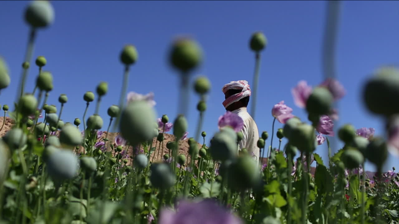 cerca de las amapolas de opio que crecen en un hombre árabe de un país del medio oriente cerca