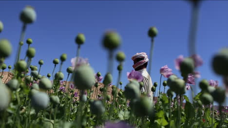 In-Der-Nähe-Von-Schlafmohn,-Der-In-Einem-Nahöstlichen-Land-Wächst,-Arabischer-Mann-In-Der-Nähe