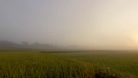 rice field in sunrise