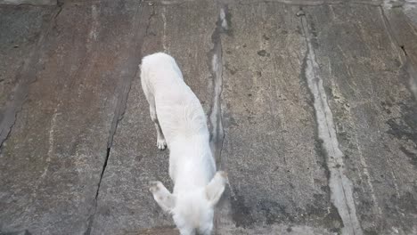 un perro callejero blanco atrapando galletas que le arrojan