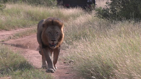 Male-lion-walks-along-dirt-path-in-African-tall-grass-shrubland-on-tire-tracks,-frontal-view