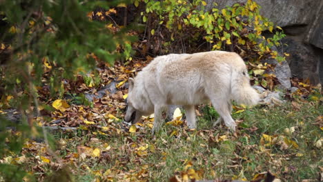 Southern-Rocky-Mountain-Gray-Wolf-walks-through-tall-grass,-past-boulders-and-behind-a-conifer-tree