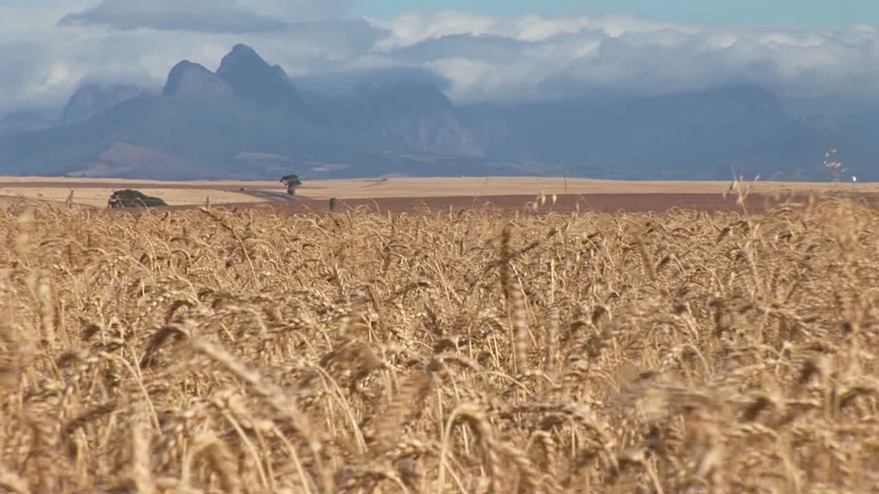 campos de trigo en la costa sur del cabo