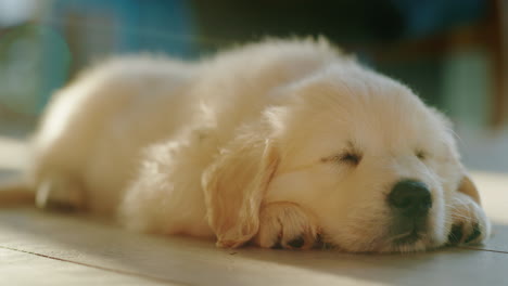 cute fluffy puppy napping on the floor in the sun