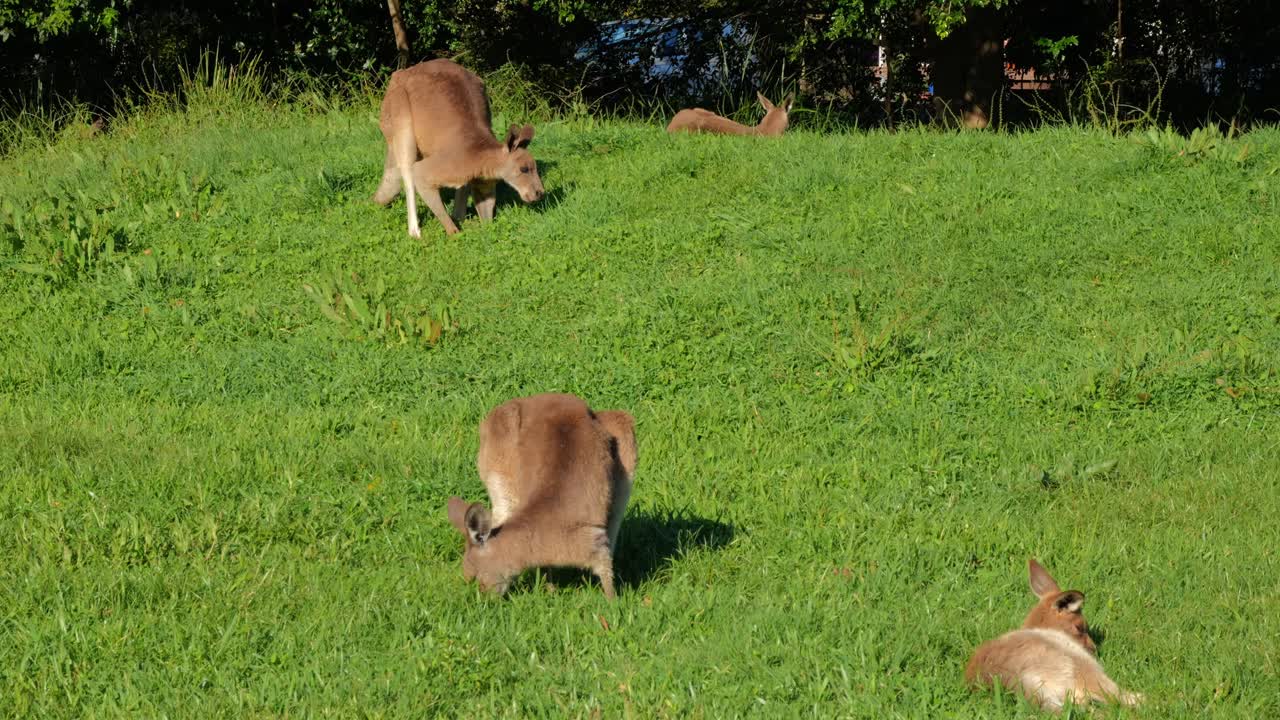 Mob Of Eastern Grey Kangaroo Grazing On Pasture At Park In Queensland, Australia
