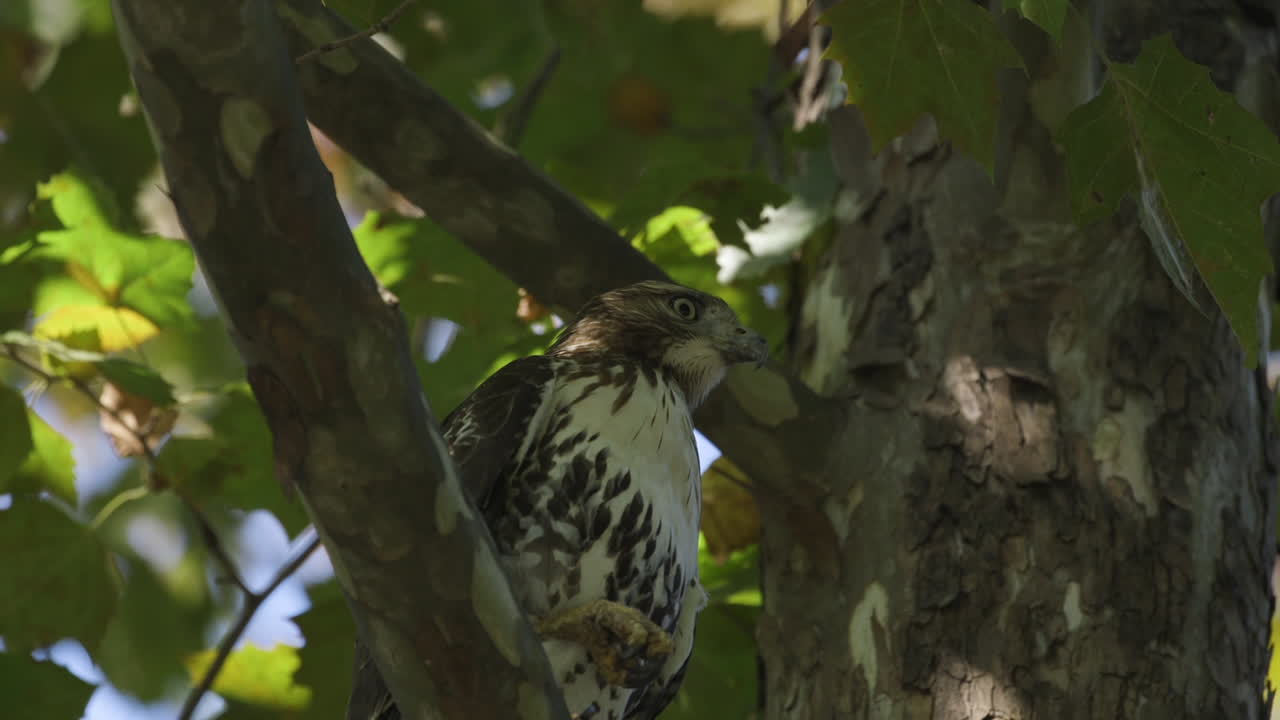 halcón en un árbol