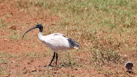 a white ibis and a pigeon explore dry, grassy land, showcasing their interaction and movement.