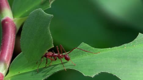 hormigas cortadoras de hojas se mueven a través de una hoja en la selva 1