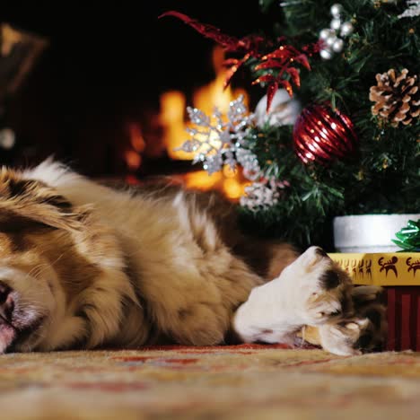 the dog receives a gift for christmas