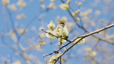 close slomo of bumblebee flying and sitting by yellow flowers in tree