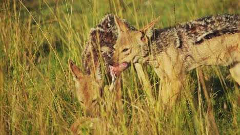 toma en cámara lenta de dos chacales comiendo presas en la hierba alta, buscando carroñeros mientras se alimentan de antílopes, vida silvestre africana en la reserva nacional de maasai mara, kenia, áfrica animales de safari