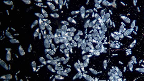 alta densidad de protozoos paramecium unicelulares bajo el microscopio