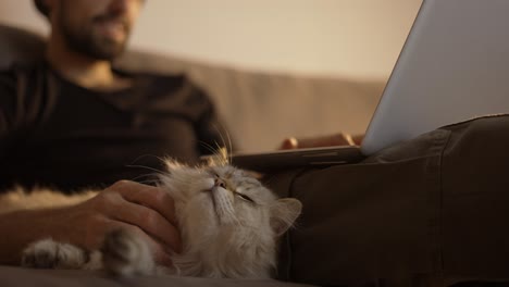 man using laptop while sitting on the couch with a cat