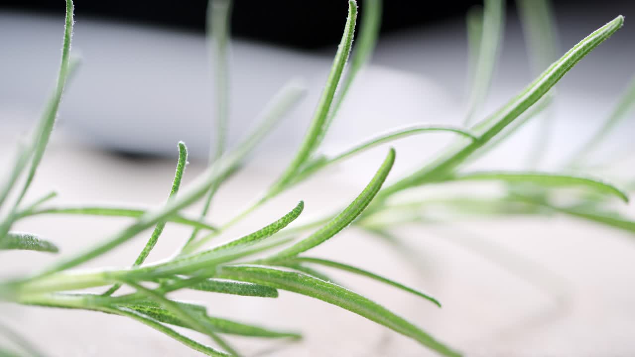 una ramita de romero se presenta a través del cambio de enfoque