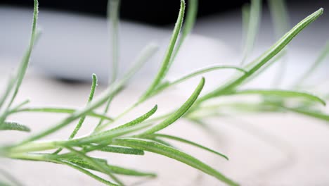 a sprig of rosemary is presented via focus shift