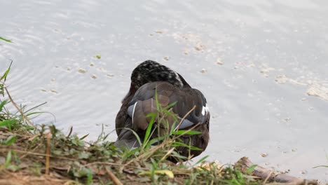 Pato-De-Alas-Blancas,-Asarcornis-Scutulata,-Tailandia