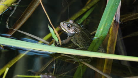 Daruma-Teichfrosch-Schwimmt-Im-Teichwasser---Nahaufnahme