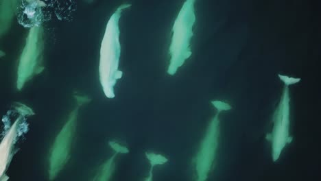 Riesige-Schote-Von-Beluga-Walen-Schwimmen---Drohnen-Nachverfolgung-Aus-Nächster-Nähe