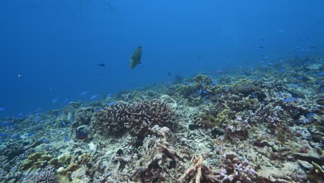 Napolean-wrasse-looking-for-food-on-a-tropical-coral-reef-in-clear-water-of-the-south-pacific-around-the-islands-of-Tahiti,-French-Polynesia