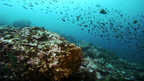 aquatic-shot-of-shoal-and-divers