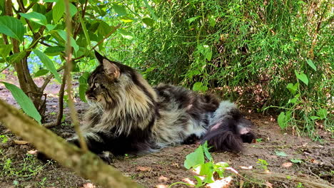 a majestic maine coon cat lounging outdoors