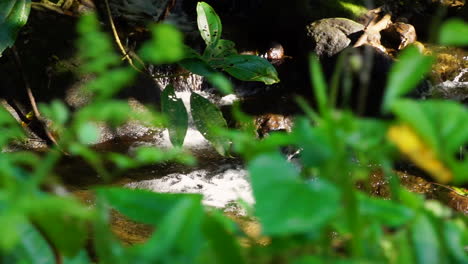 water river stream in atlantic forest