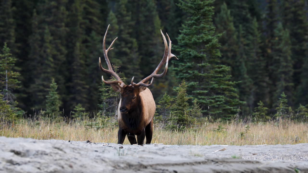 Close up shot of regal male elk with trophy antlers on river bank