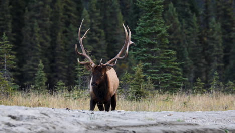 close up shot of regal male elk with trophy antlers on river bank