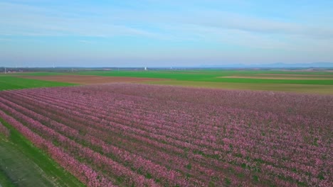 Albaricoqueros-Japoneses-Que-Florecen-En-Un-Vasto-Campo